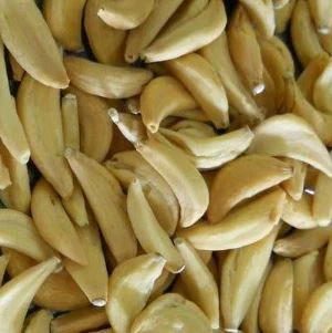 Uttorkade vitlöksklyftor